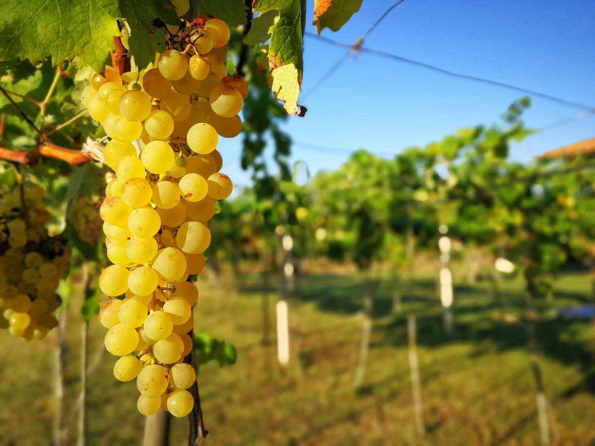 Agriturismo Graziano E Barbara Порто Конте Екстериор снимка